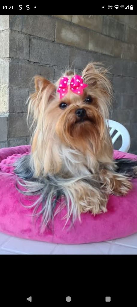 Shannel De L'arche D'or