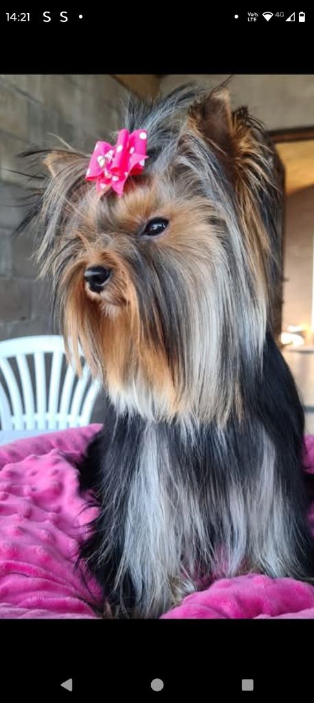 Tessy De L'arche D'or