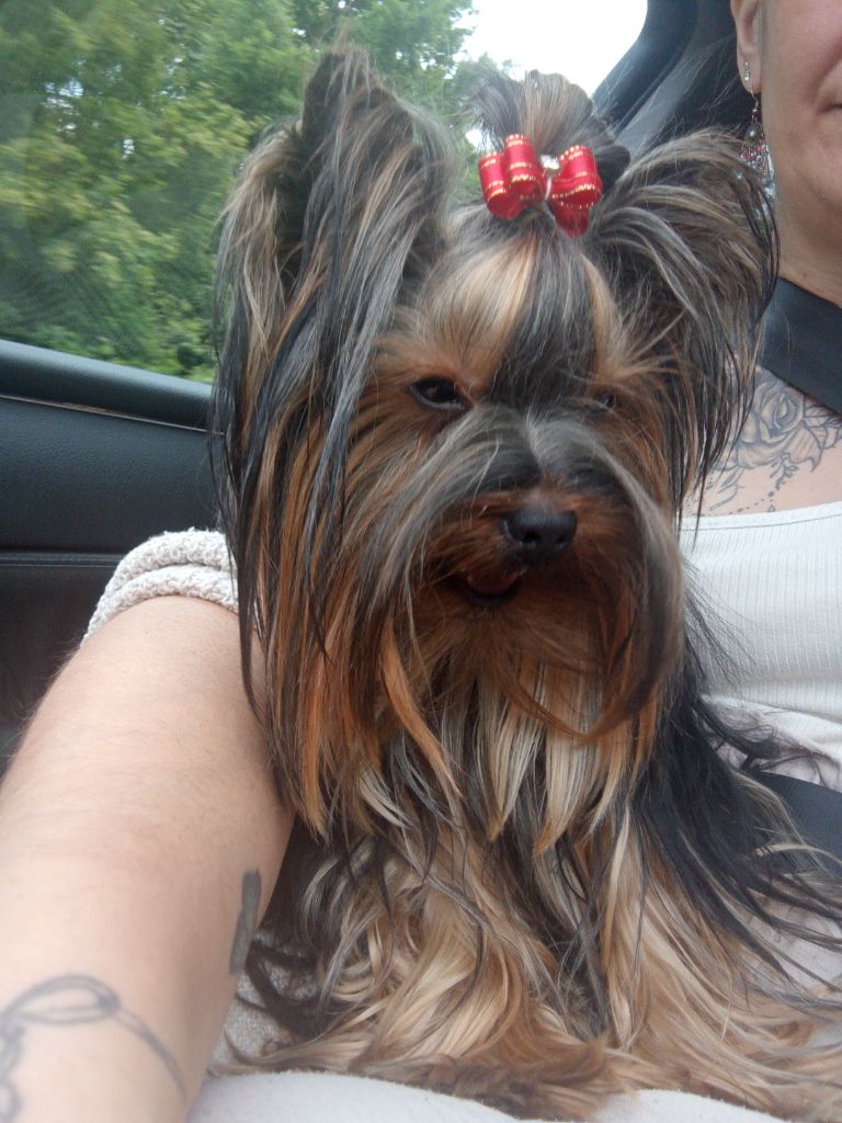 Velours (Sans Affixe)