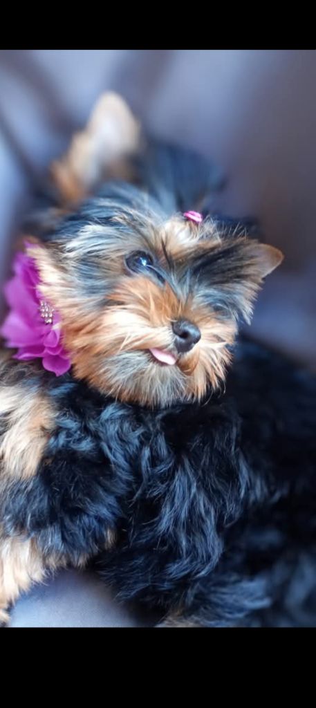 Athena (Sans Affixe)