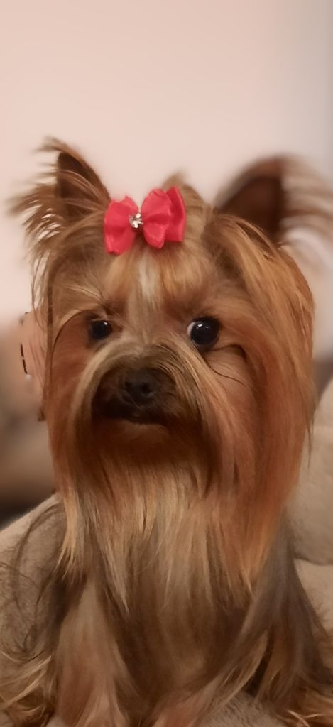 Tiyana De L'arche D'or