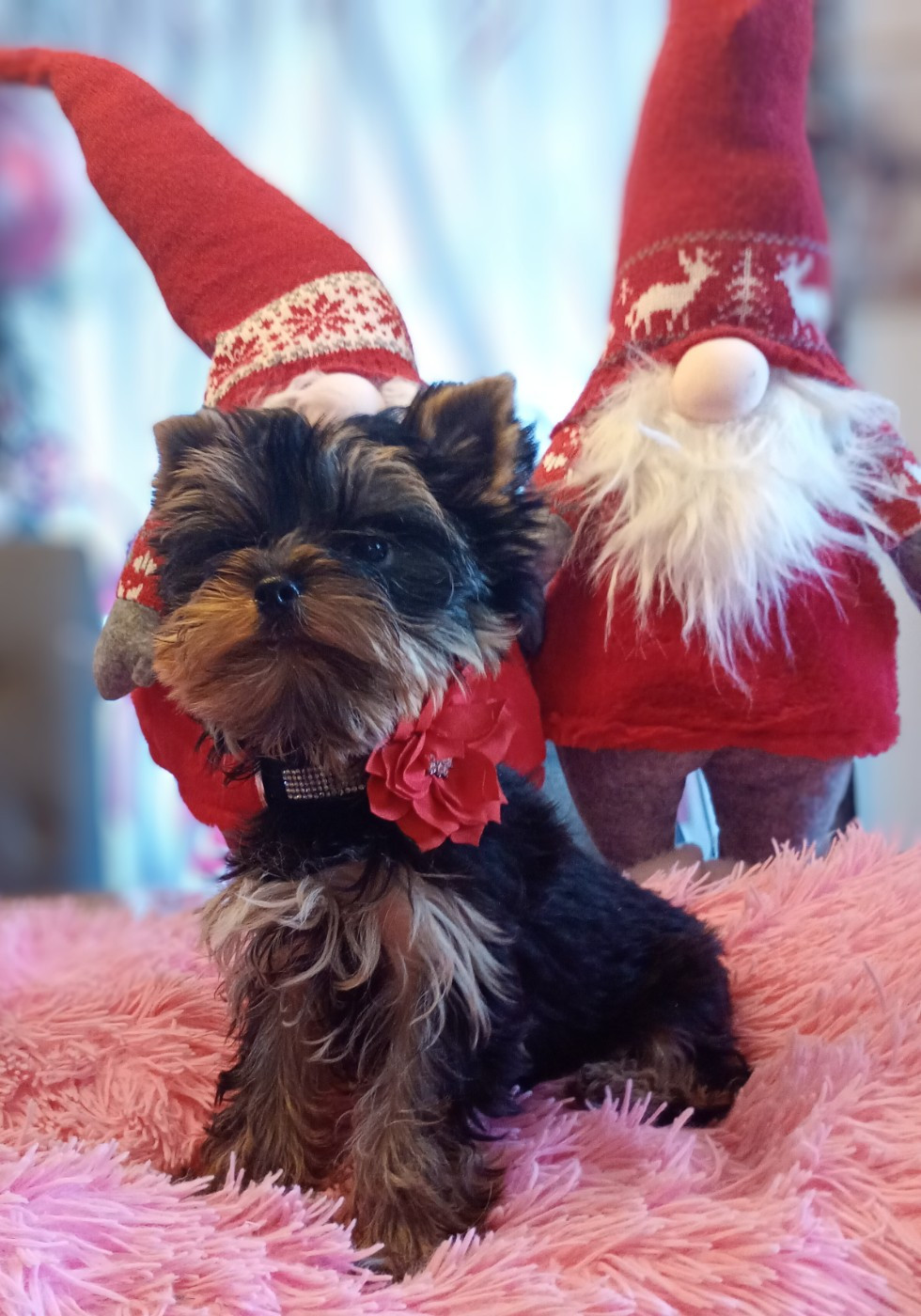 (Sans Affixe) Aya des camélias