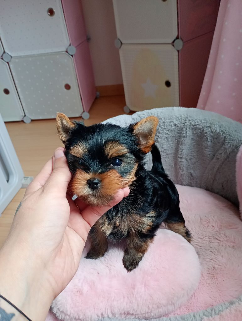 Chiot Yorkshire Terrier Aurore Barche